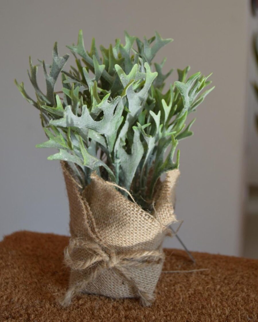 PLANTA DECO