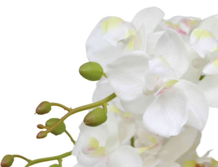 Orquídea Nº9 BLANCA 11X43