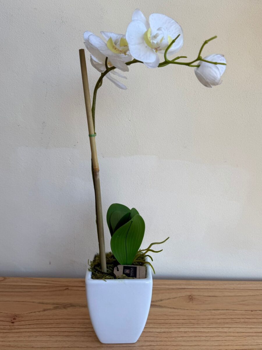 ORQUIDEA