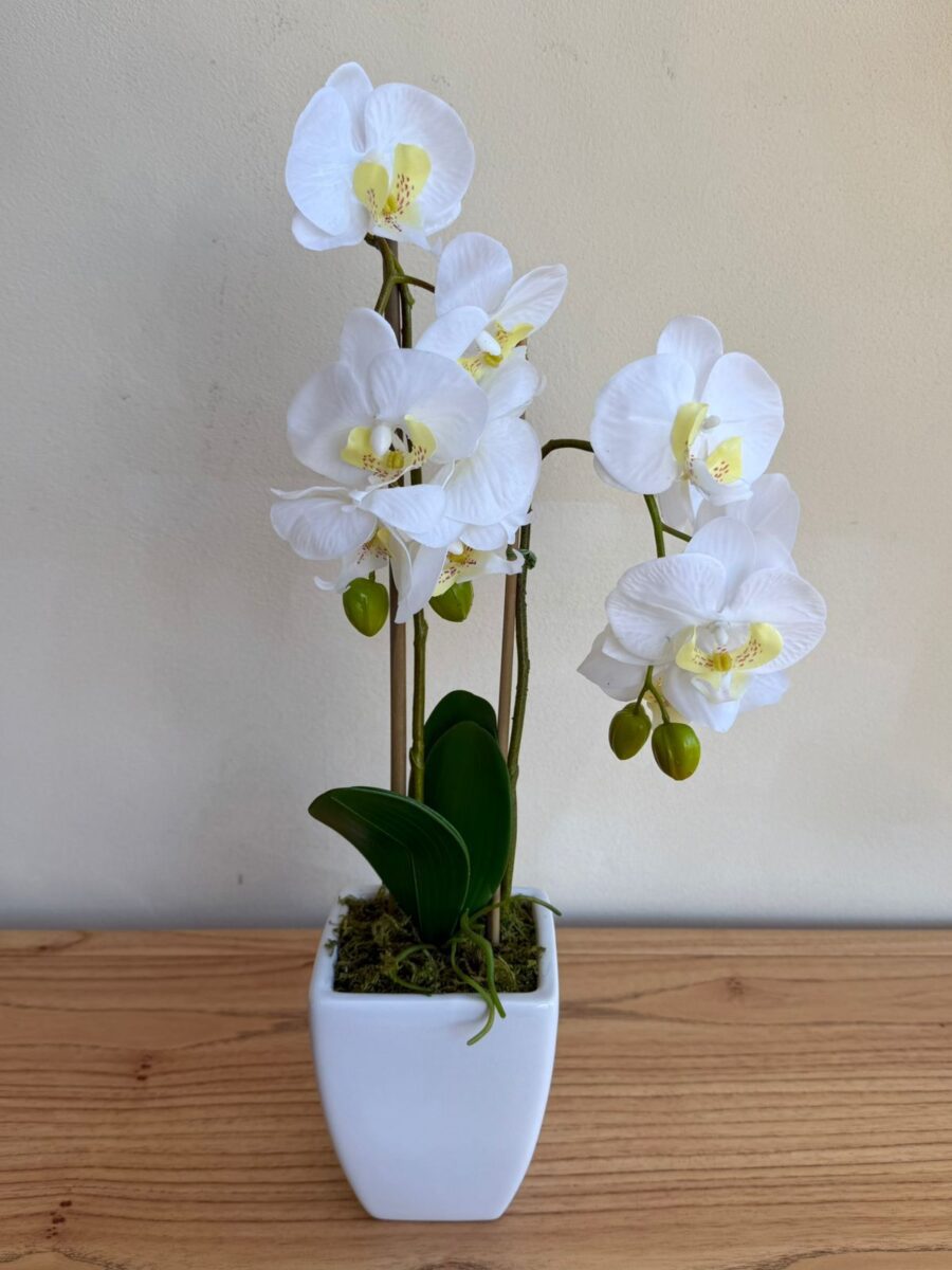 ORQUIDEA
