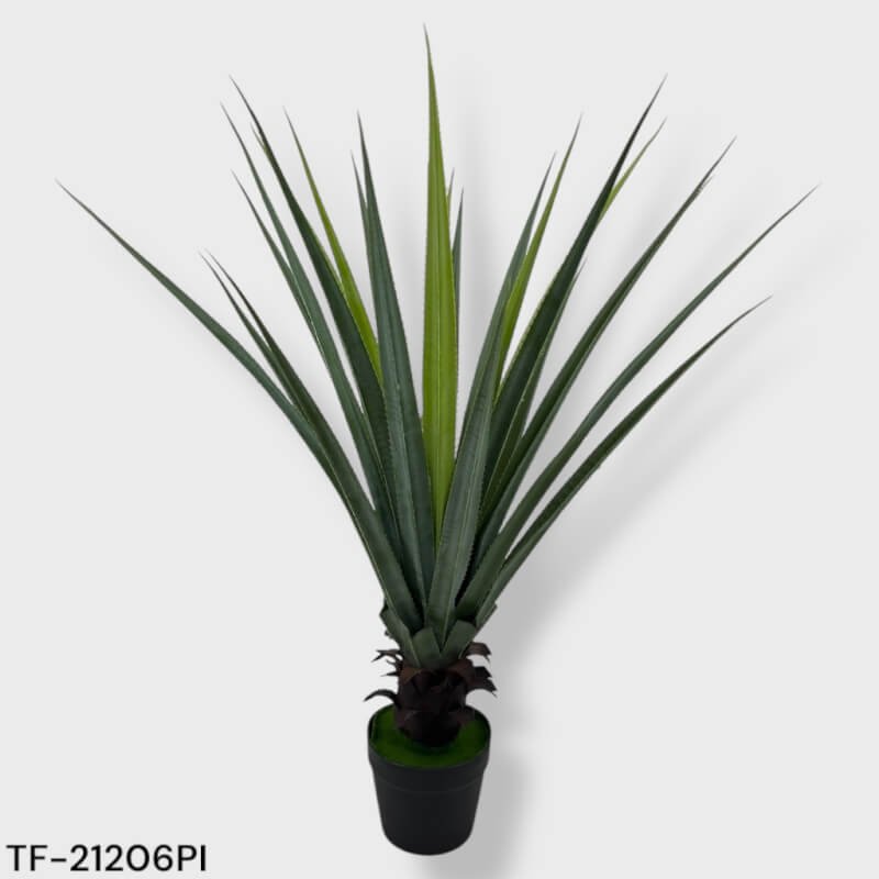 DRACENA C/MAC 1,05 MTS